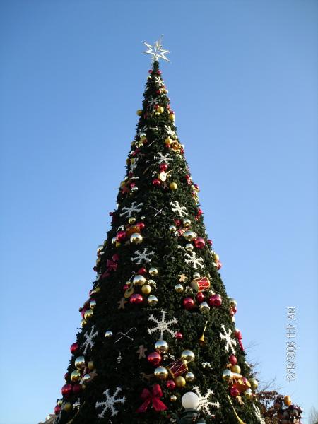 BEN OUI EN DEUX MORCEAU LE SAPIN TROP GRAND